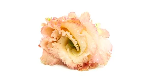 The bud of eustoma on a white background. Lisianthus bud. Stock Photos