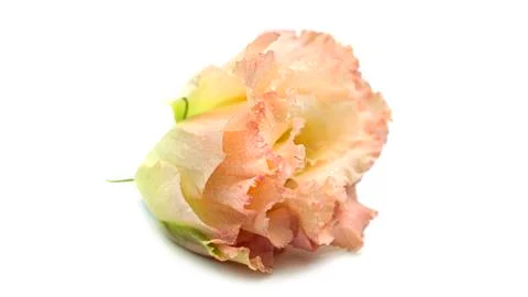 The bud of eustoma on a white background. Lisianthus bud. Stock Photos