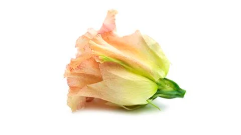 The bud of eustoma on a white background. Lisianthus bud. Stock Photos