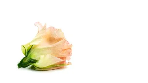 The bud of eustoma on a white background. Lisianthus bud. Stock Photos