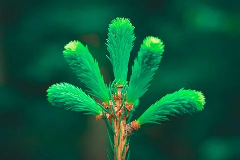 Bud of fir on green blurred background Concept of new life and vitality Stock Photos