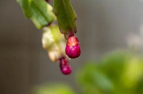 Bud of flower Stock Photos