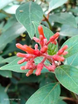 Bud flower 写真素材