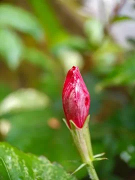 Bud of flower Stock Photos