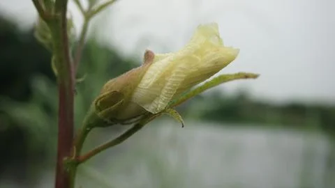 Bud of a flower Stock Photos
