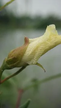 Bud of a flower Stock Photos
