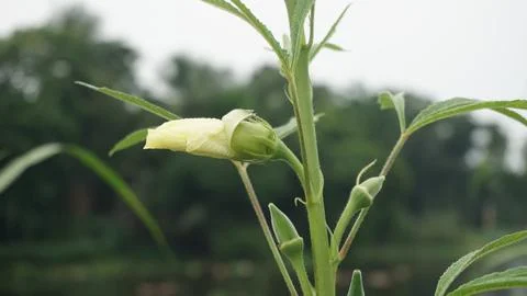 Bud of a flower Stock Photos