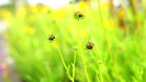 Bud of Flower - Unbloomed Lanceleaf Tickseed Stock Footage 237277615