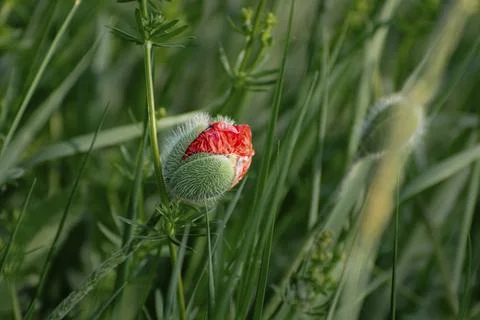 Bud of flowering corn poppy in spring light Stock Photos