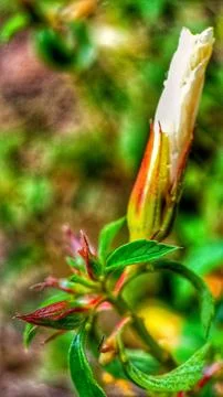 Bud of flowers Stock Photos