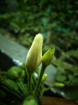 Bud of flowers Stock Photos