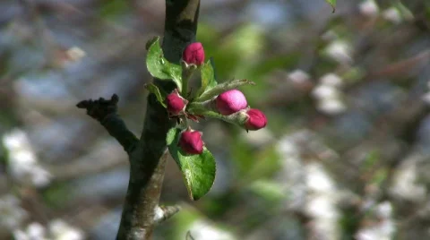 Bud Stock Footage 399299