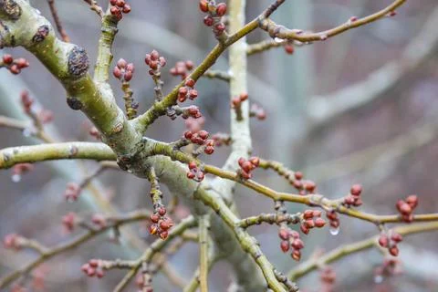 Bud formation on tree branches during early spring season in a forest Stock Photos