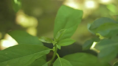 Bud Fresh Plant Stock Footage 234485142