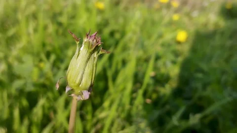 The bud of a Goat's-beard flower, in spring season Stock Footage 330520441