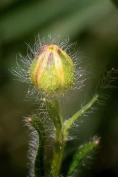 A bud of gold button flower Stock Photos