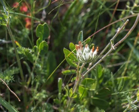 Bud grass, bud grass or crustacean Anthyllis vulneraria, growing in the mea.. Stock Photos
