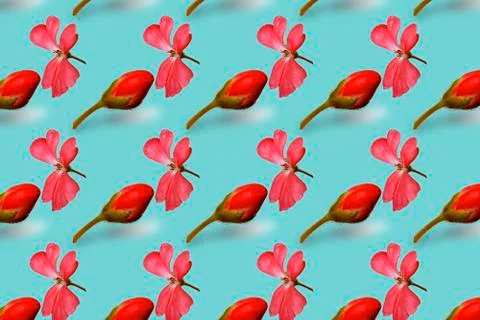 The bud grows into a flower Stock Illustration