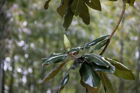 Bud on a hanging branch. Foto stock