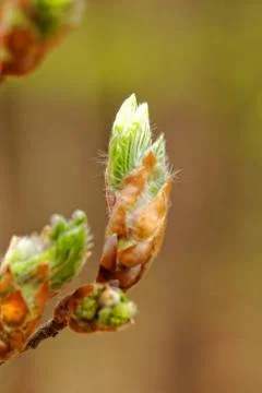 Bud of hazel Stock Photos