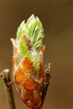 Bud of hazel Stock Photos