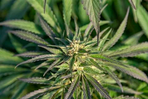 Bud with high THC Stock Photos
