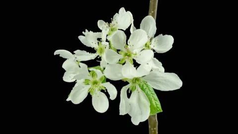 From bud to inflorescence. Apple tree blooming. Stock Footage 90352802
