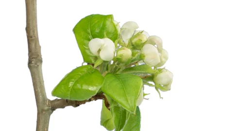 From bud to inflorescence. Apple tree blooming. Stock Footage 90355328