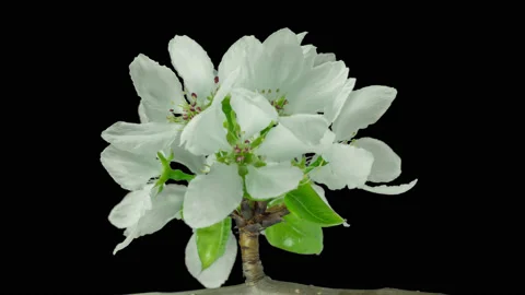 From bud to inflorescence. Apple tree blooming. Stock Footage 90365042