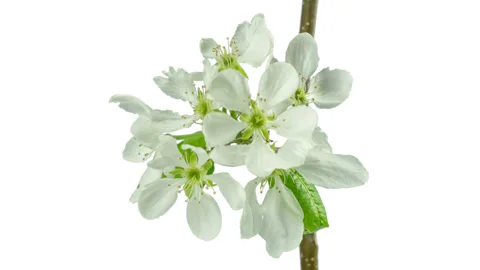 From bud to inflorescence. Apple tree blooming. Stock Footage 98298548