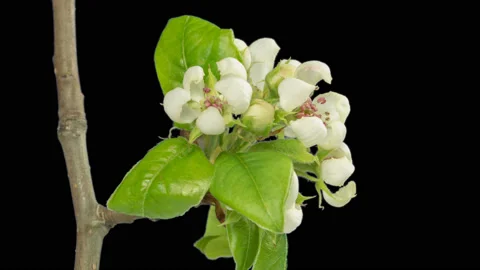 From bud to inflorescence. Apple tree blooming. Stock Footage 98299296