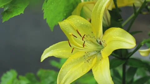 Bud of large yellow lilies in the rain. Raindrops on yellow flowers. Video stock 157698262