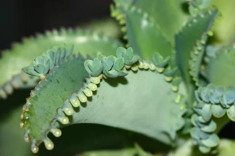 A bud on leaf Stock Photos