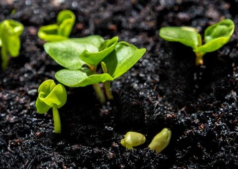 Bud leaves of young vegetable seeding in the farm Stock Photos
