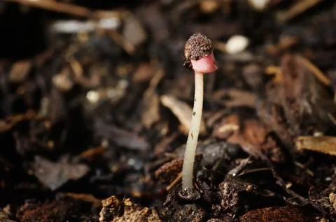Bud of lemon eucalyptus Stock Photos