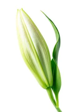 Bud of lily Stock Photos