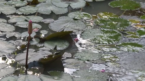 Bud of lotus.4K Stock Footage 75785275