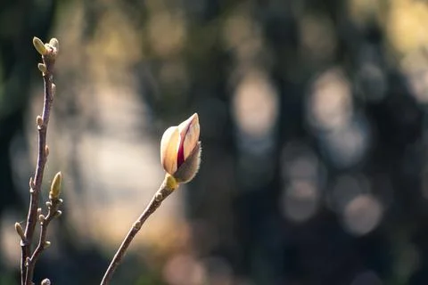 Bud on magnolia tree Stock Photos