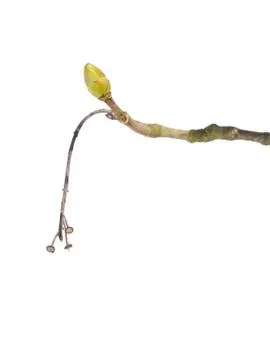 Bud of maple with last years stem of the fruit isolated on a white background Stock Photos