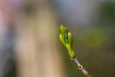 A bud  from a maple tree with blurry background Stock Photos