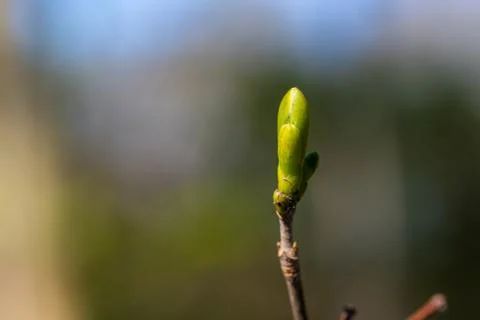 A bud  from a maple tree with blurry background Stock Photos