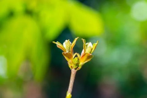 A bud  from a maple tree with blurry background Stock Photos