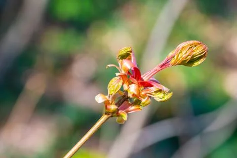 A bud  from a maple tree with blurry background Stock Photos