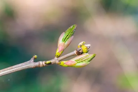 A bud  from a maple tree with blurry background Фото