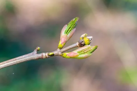 A bud  from a maple tree with blurry background Stock Photos