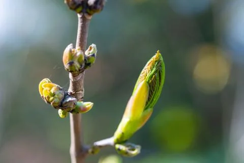 A bud  from a maple tree with blurry background Stock Photos