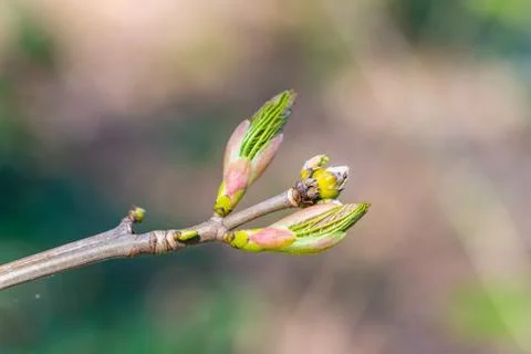 A bud  from a maple tree with blurry background Stock Photos
