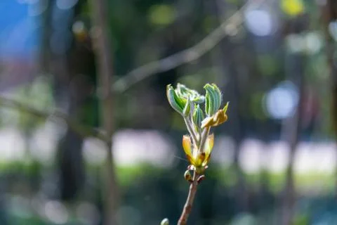 A bud  from a maple tree with blurry background Stock Photos