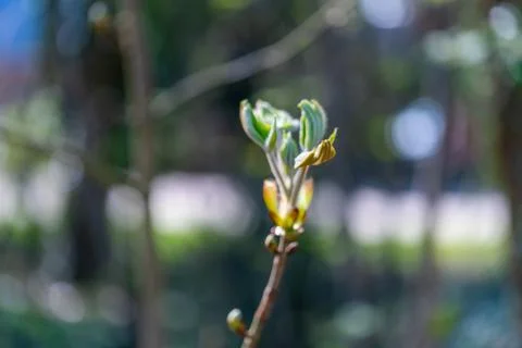 A bud  from a maple tree with blurry background Stockfoto's