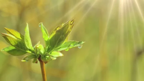 Bud normal 1 Video stock 90772503